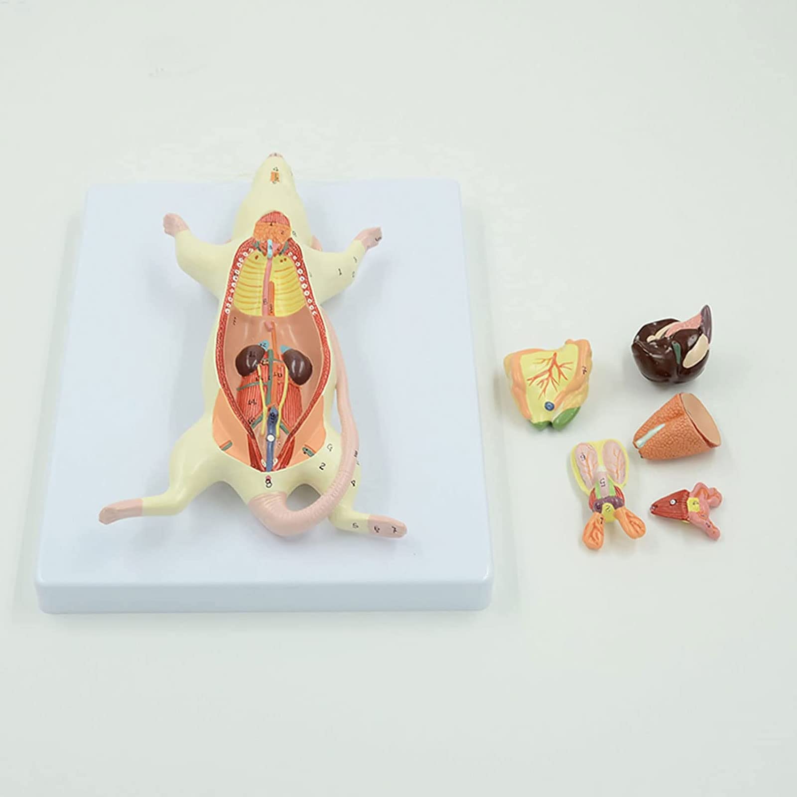 Amazon.co.jp: マウスの内臓構造の解剖モデル マウスの生物学的